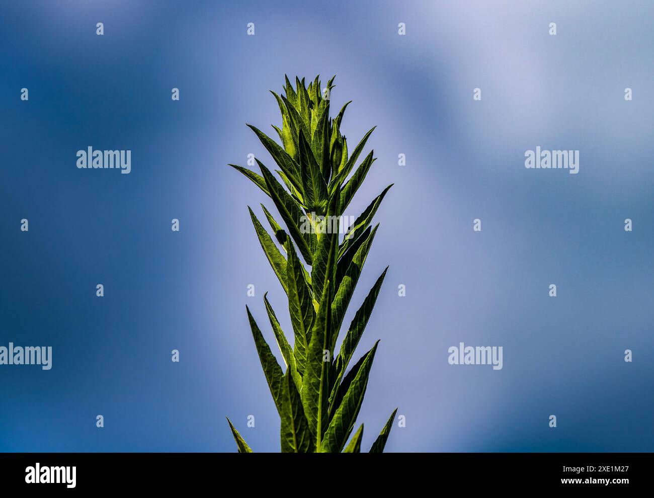 Very tall plant reaches for the sky Stock Photo - Alamy