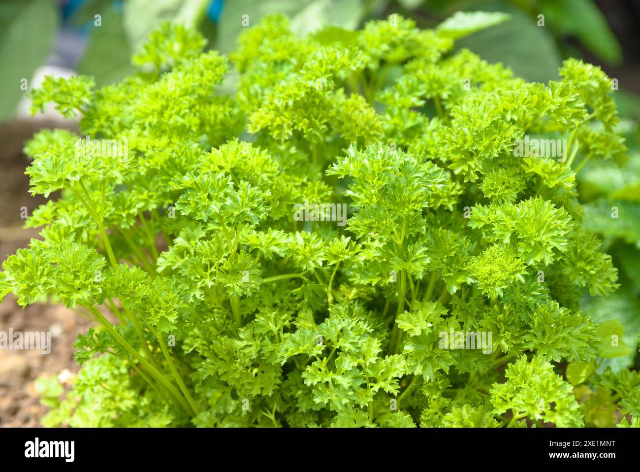 Fresh parsley in our own herb garden - kitchen herbs and spices Stock Photo