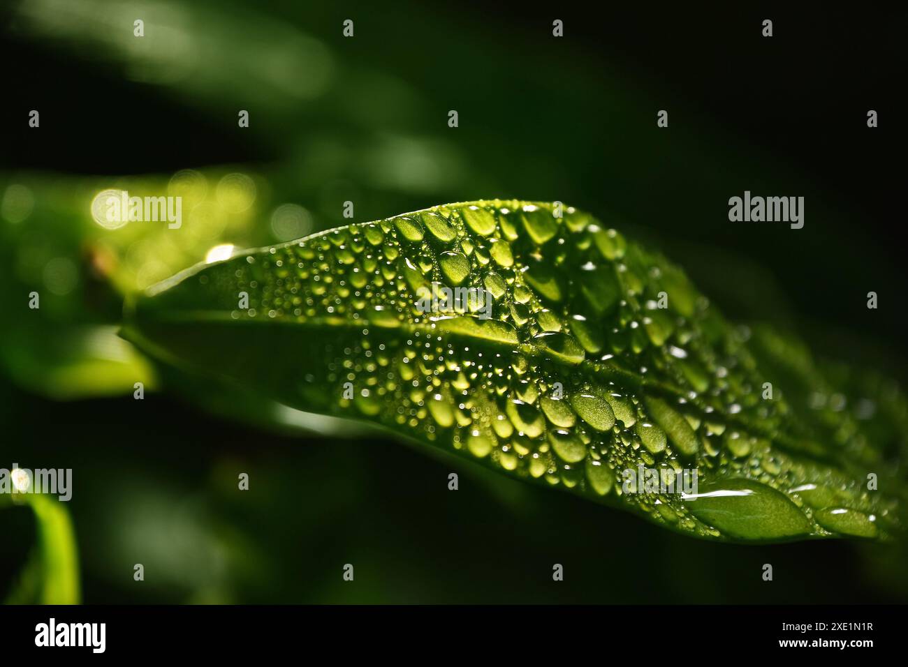 Water drops after rain on green leaf Stock Photo