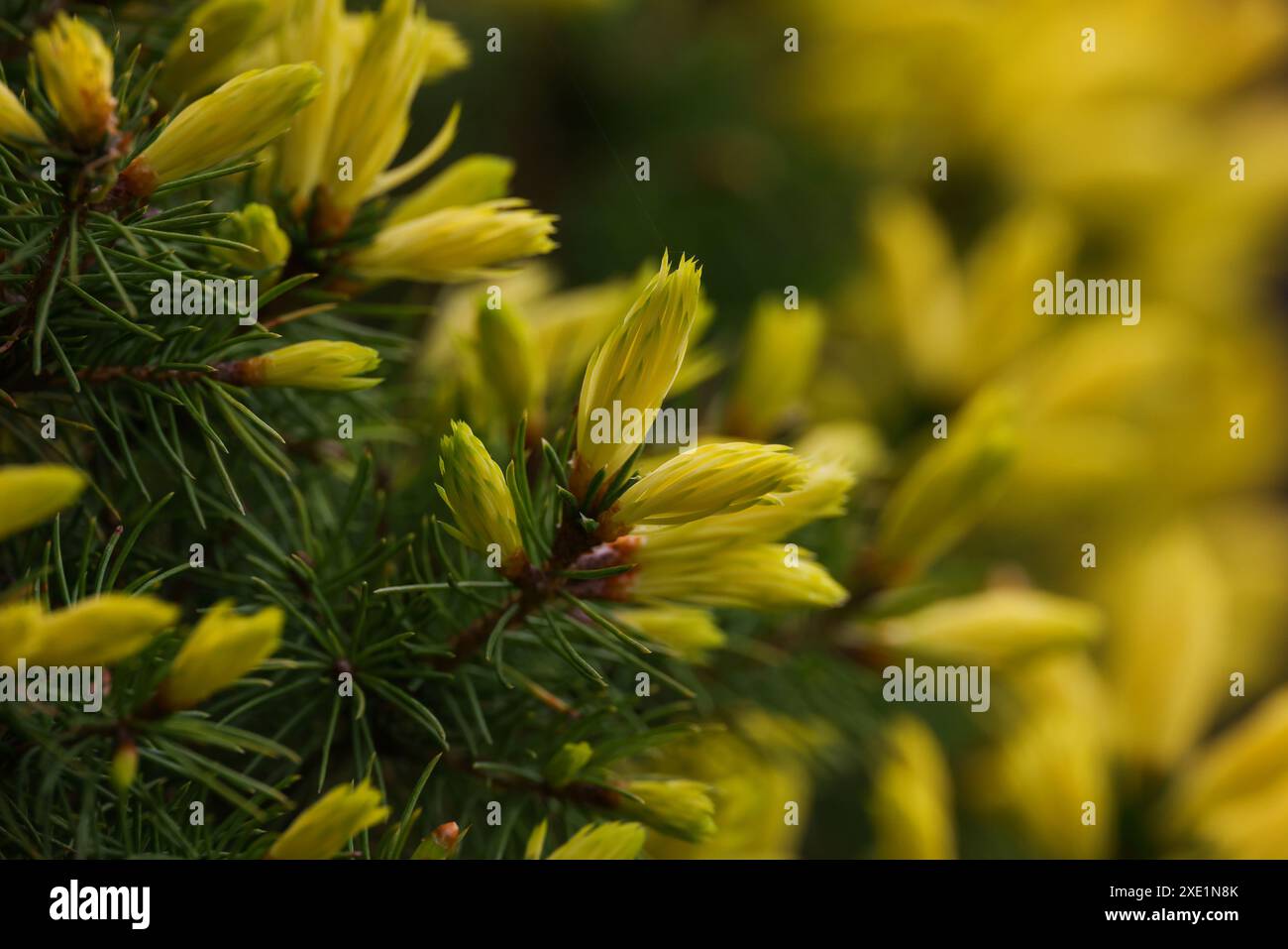 Pine or spruce tree branch with new cones Stock Photo