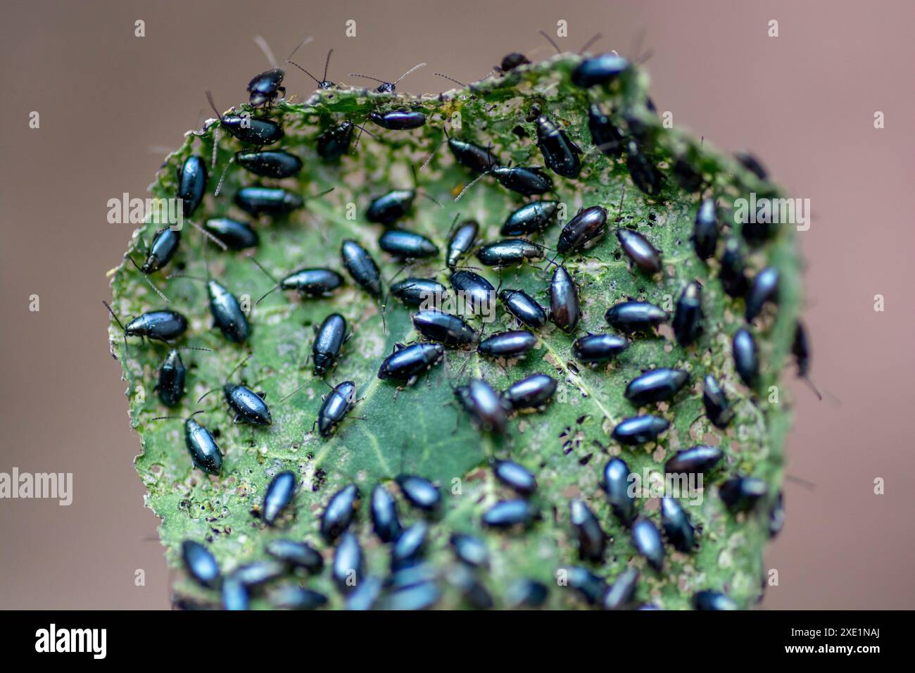 Infested crops hi-res stock photography and images - Alamy