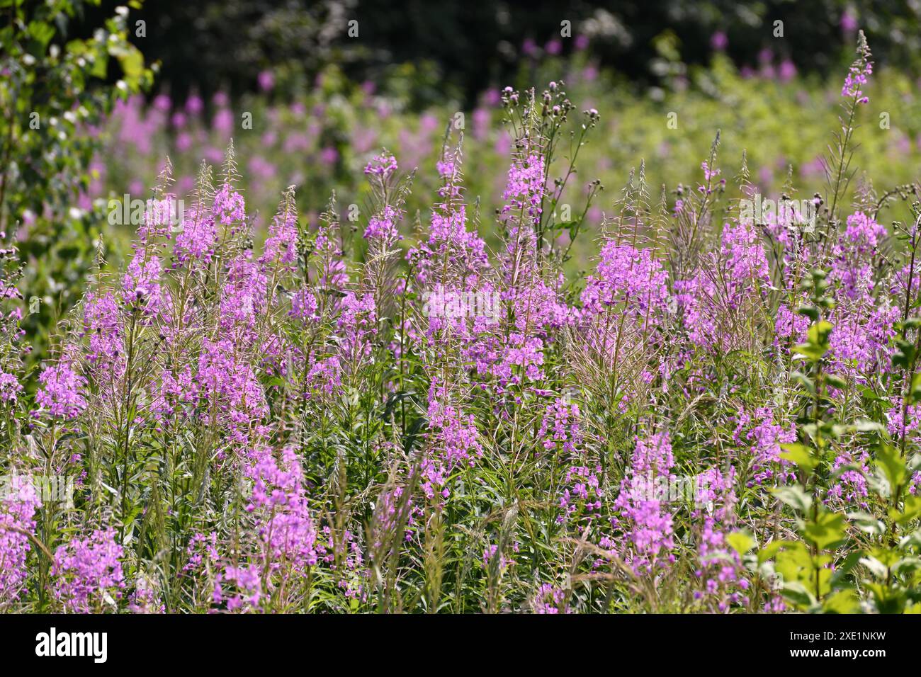 Pink wild blooming flowers hi-res stock photography and images - Alamy