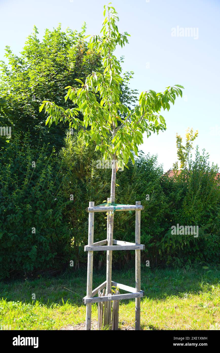 Protection against damage by wild animals in fruit trees - protection ...