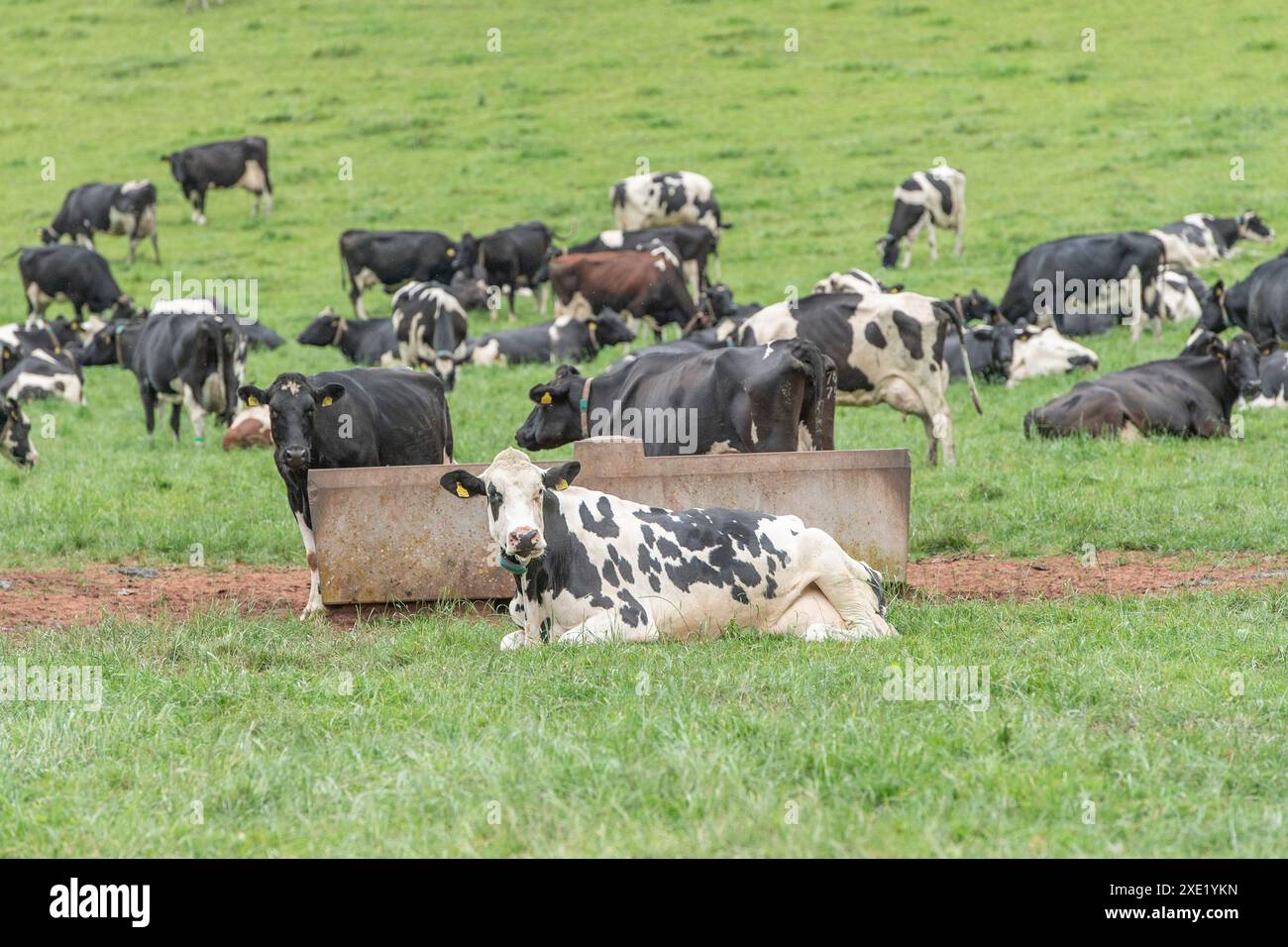 Dairy cows in the field Stock Photo