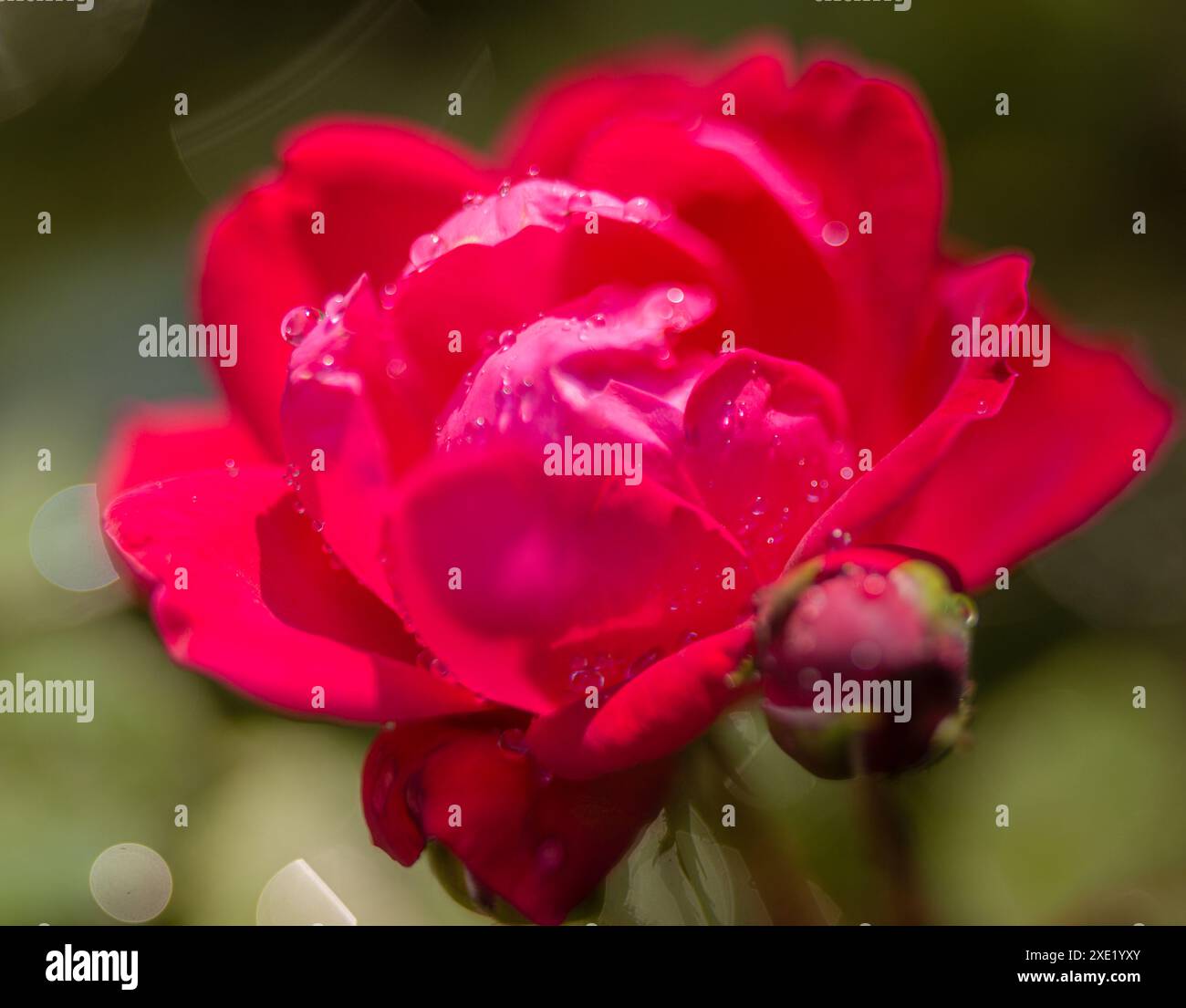 Dark red rose macro with water droplets Stock Photo - Alamy