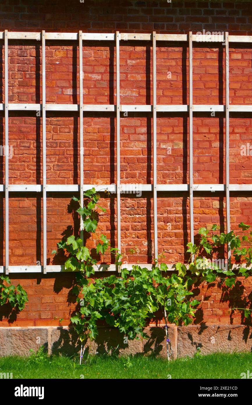 Trellis on a brick wall Stock Photo Alamy
