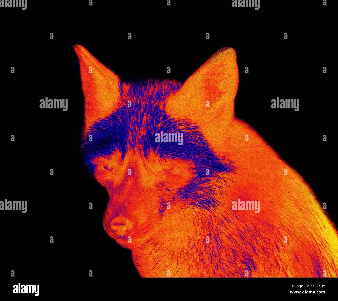 Silver fox infrared portrait Stock Photo - Alamy