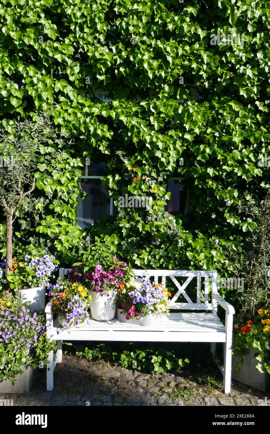 Garden bench in front of ivy wall Stock Photo - Alamy