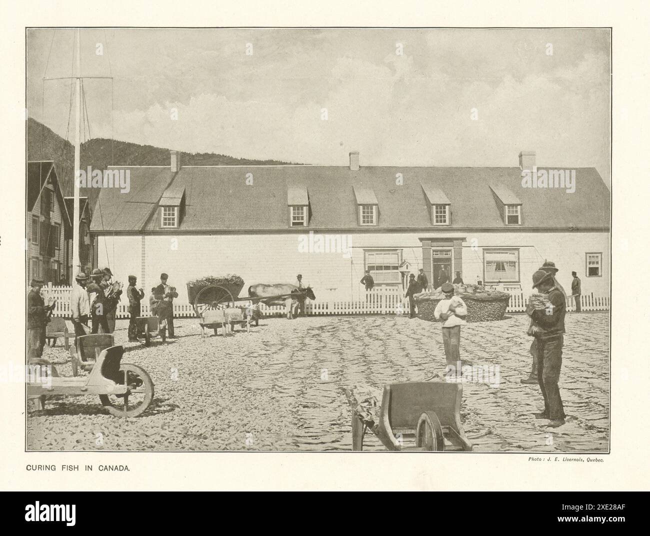 Curing fish in Canada. 1910 Stock Photo - Alamy