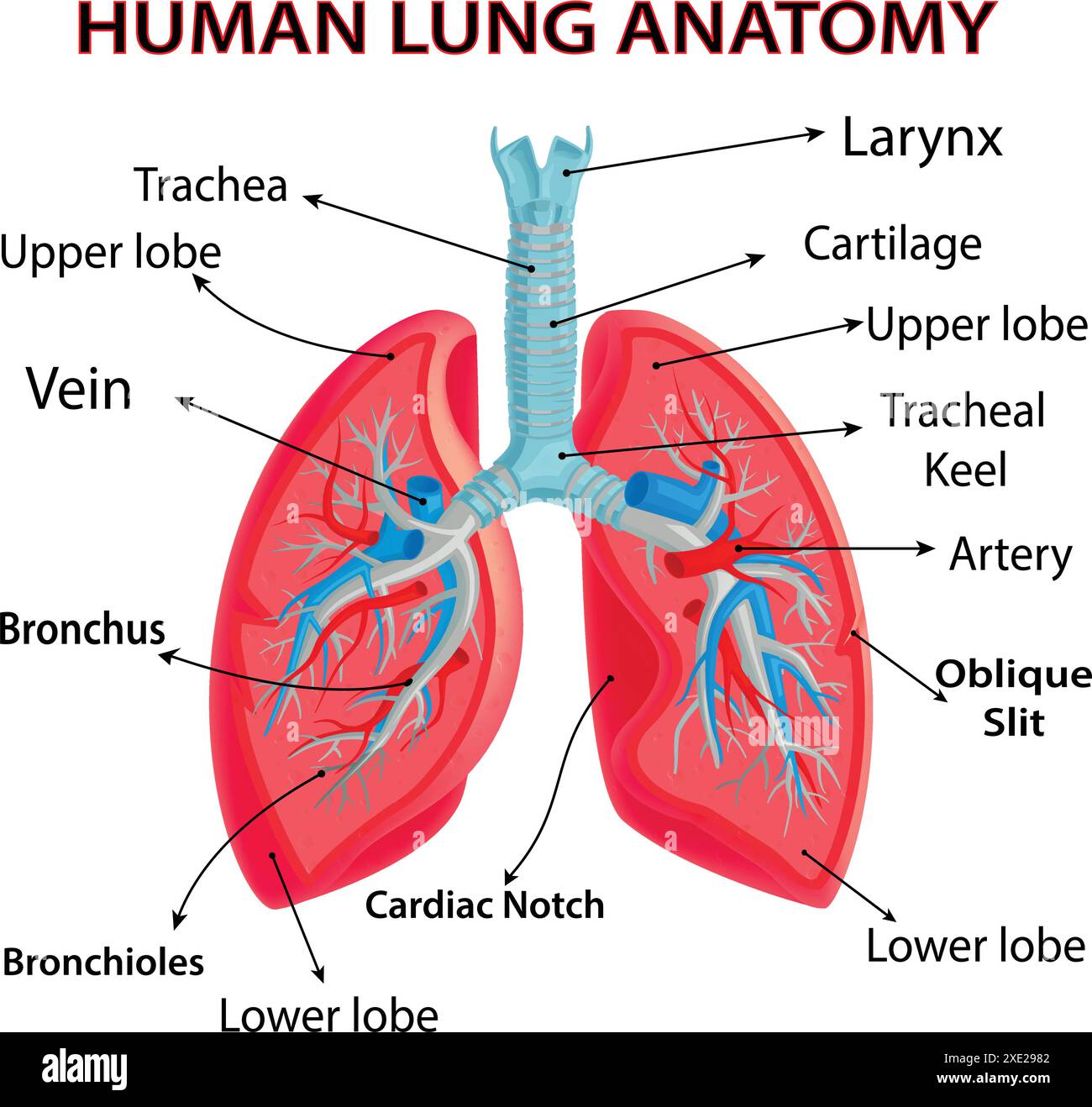 Human Lung Anatomy Illustration For Work With Medical Content Stock Human Lung Anatomy Illustration For Work With Medical Content 2XE2982