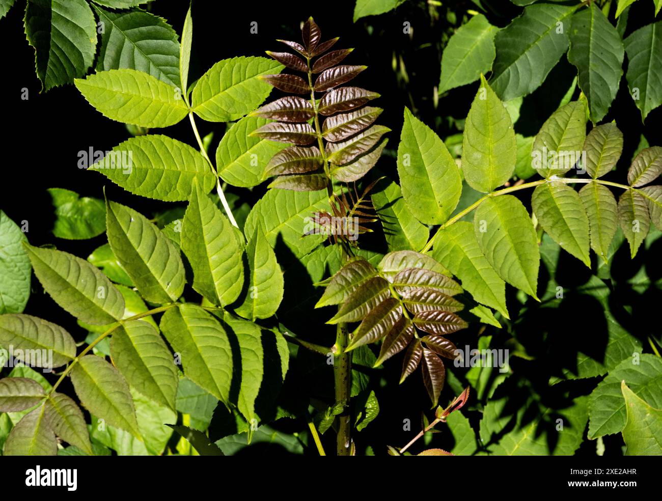 Nature foliage leaves hi-res stock photography and images - Alamy