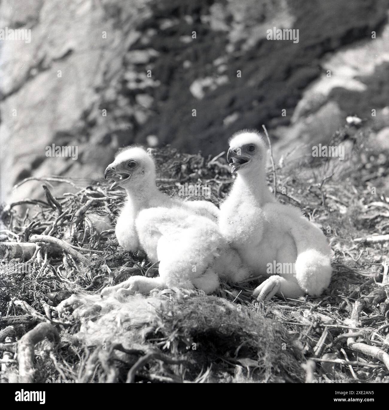 1950s historical picture two hi-res stock photography and images - Alamy