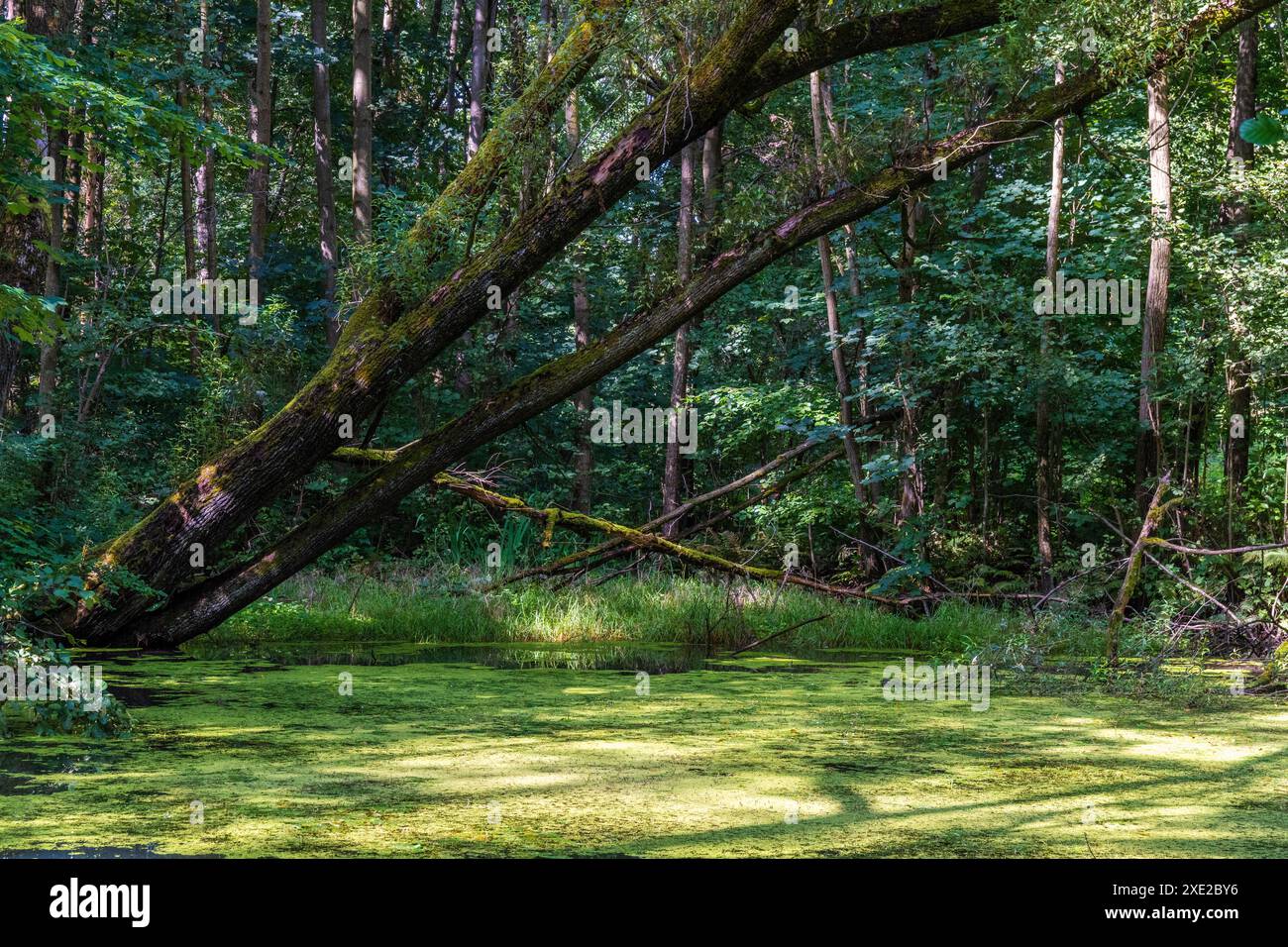 Small pond in the forest 1 Stock Photo