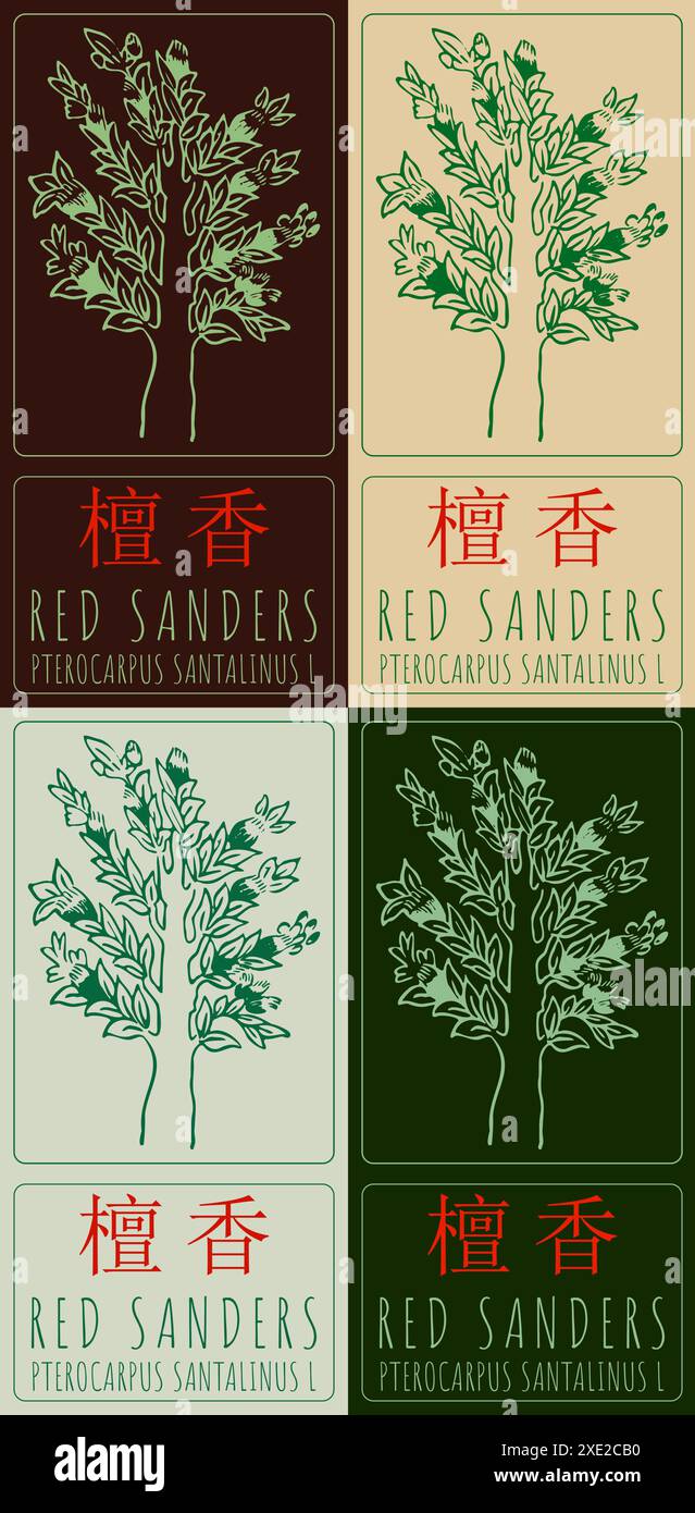 Set of vector drawing RED SANDERS in Chinese in various colors. Hand ...