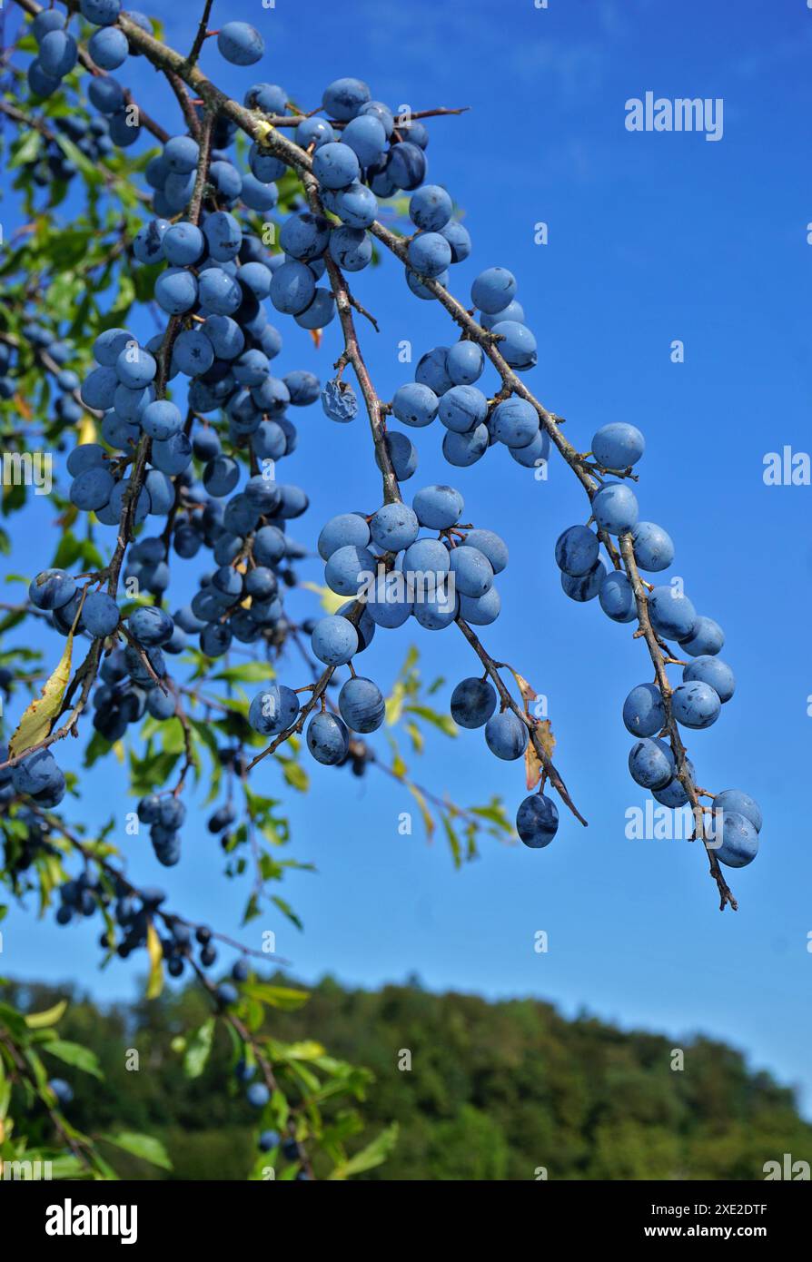Black sloe hi-res stock photography and images - Alamy