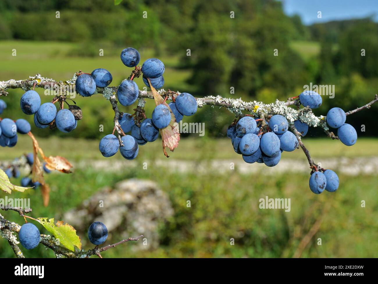 Black sloe hi-res stock photography and images - Alamy