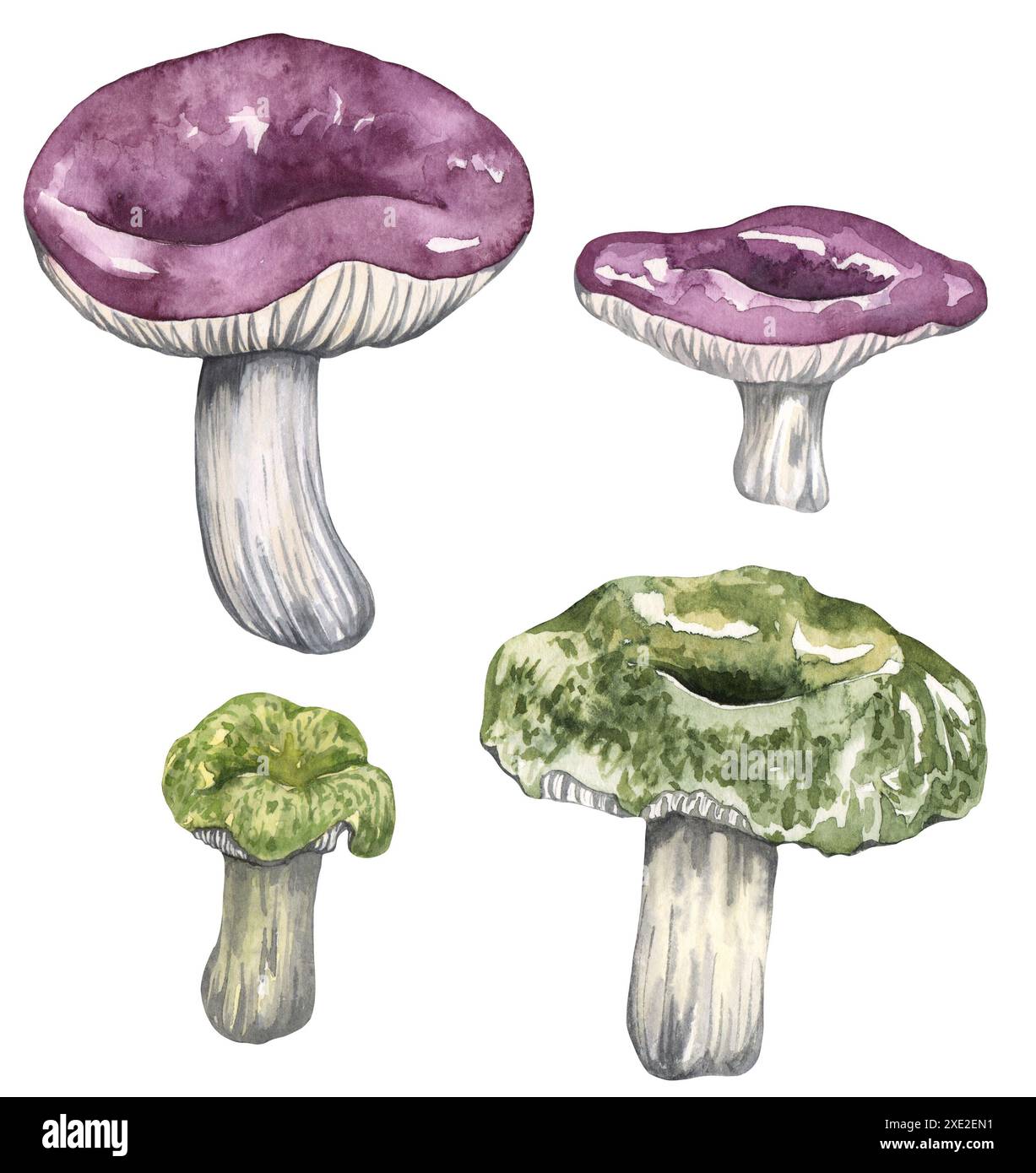 Watercolor edible mushrooms set, isolated on white background. Autumn ...