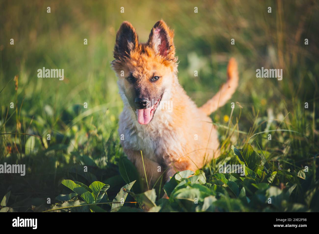 Old German Sheepdog puppy (Westerwälder Kuhhund) Stock Photo