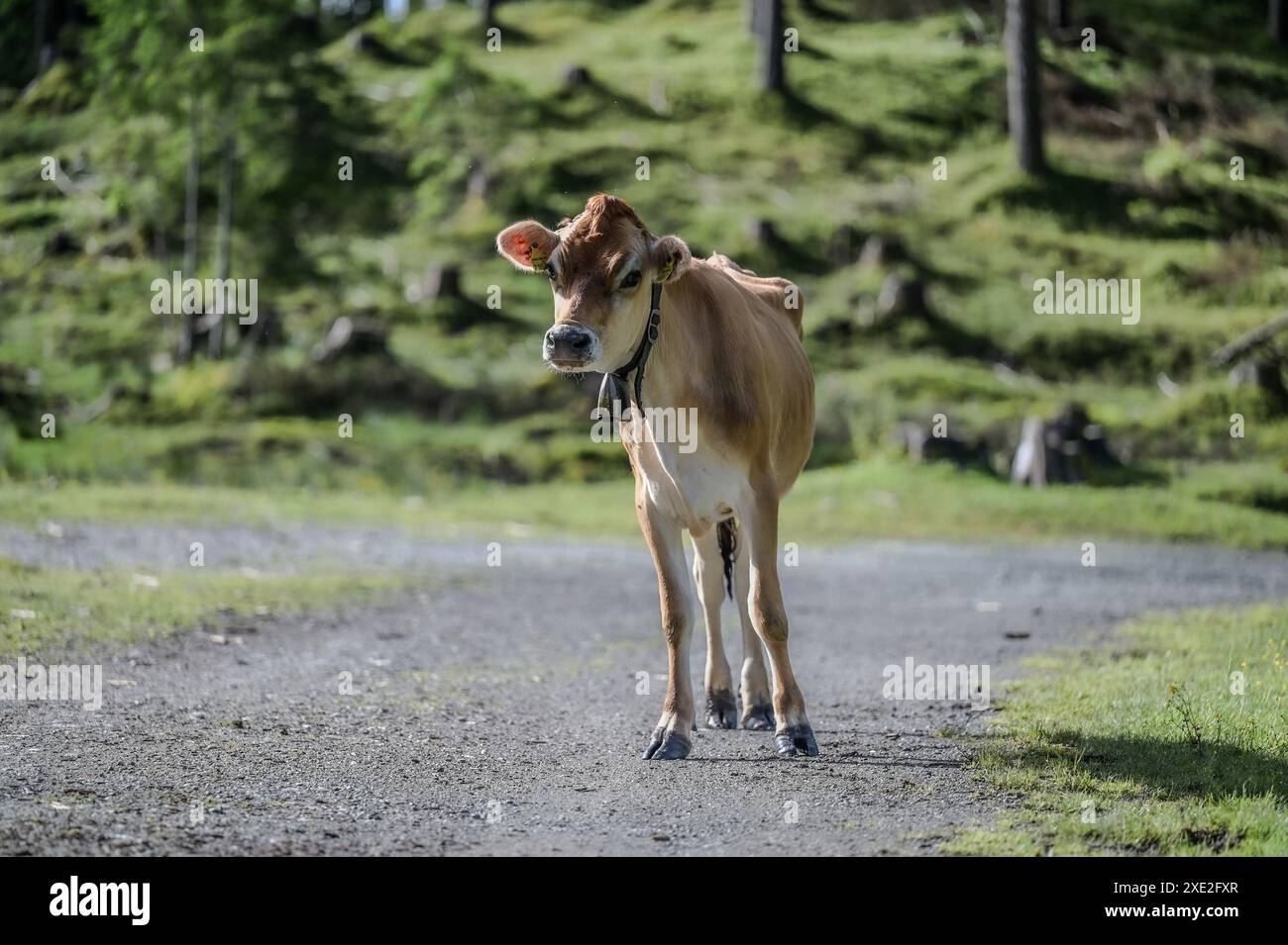 Cow on a mountain pasture in the Austrian Alps Stock Photo - Alamy