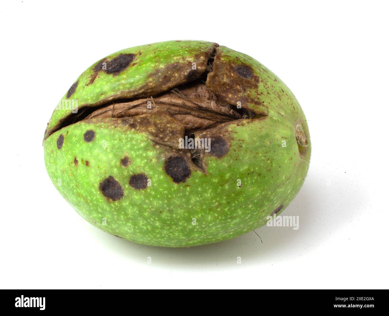 Walnut open shell in tree hi-res stock photography and images - Alamy