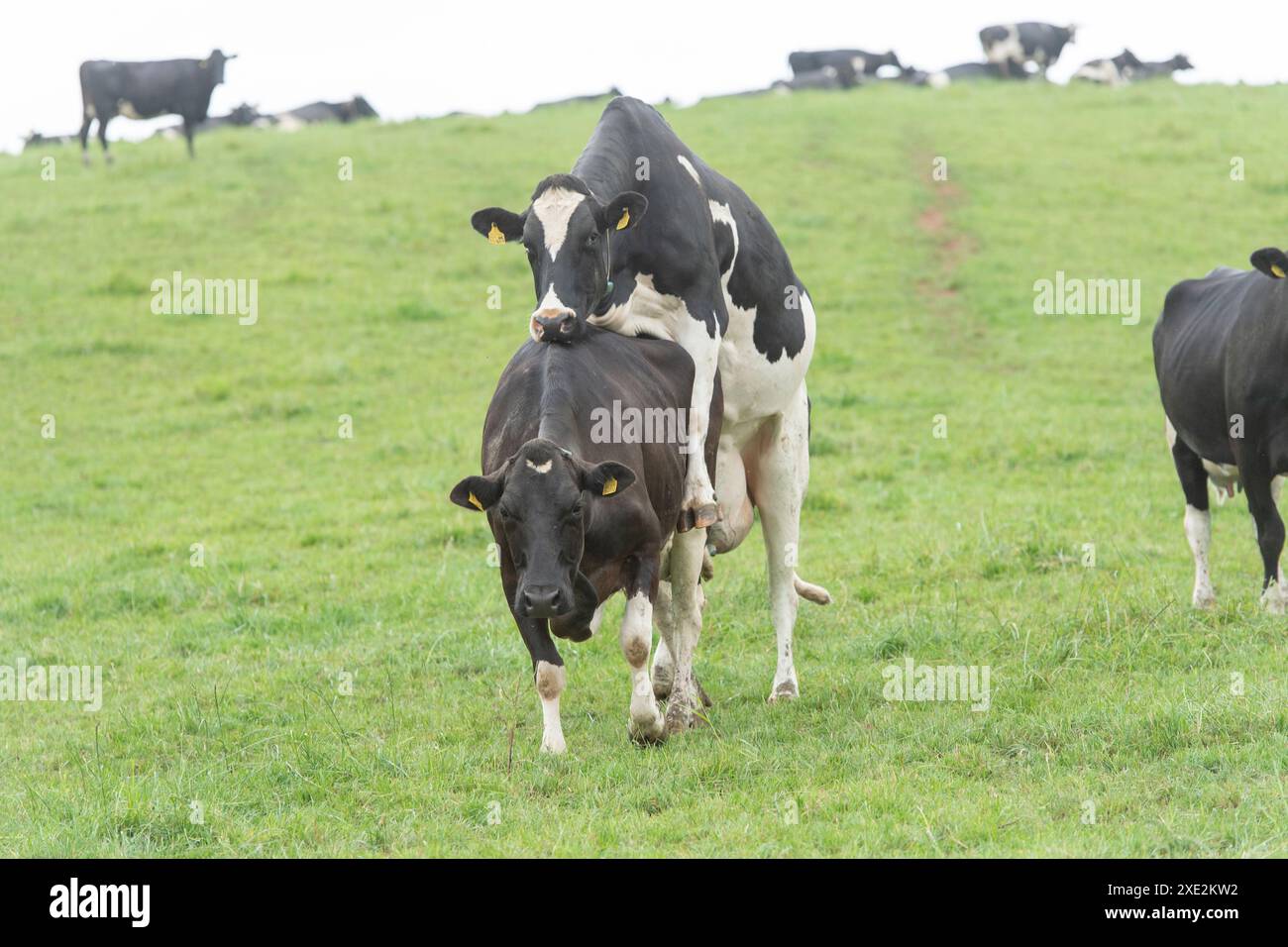 Bulling cow hires stock photography and images Alamy