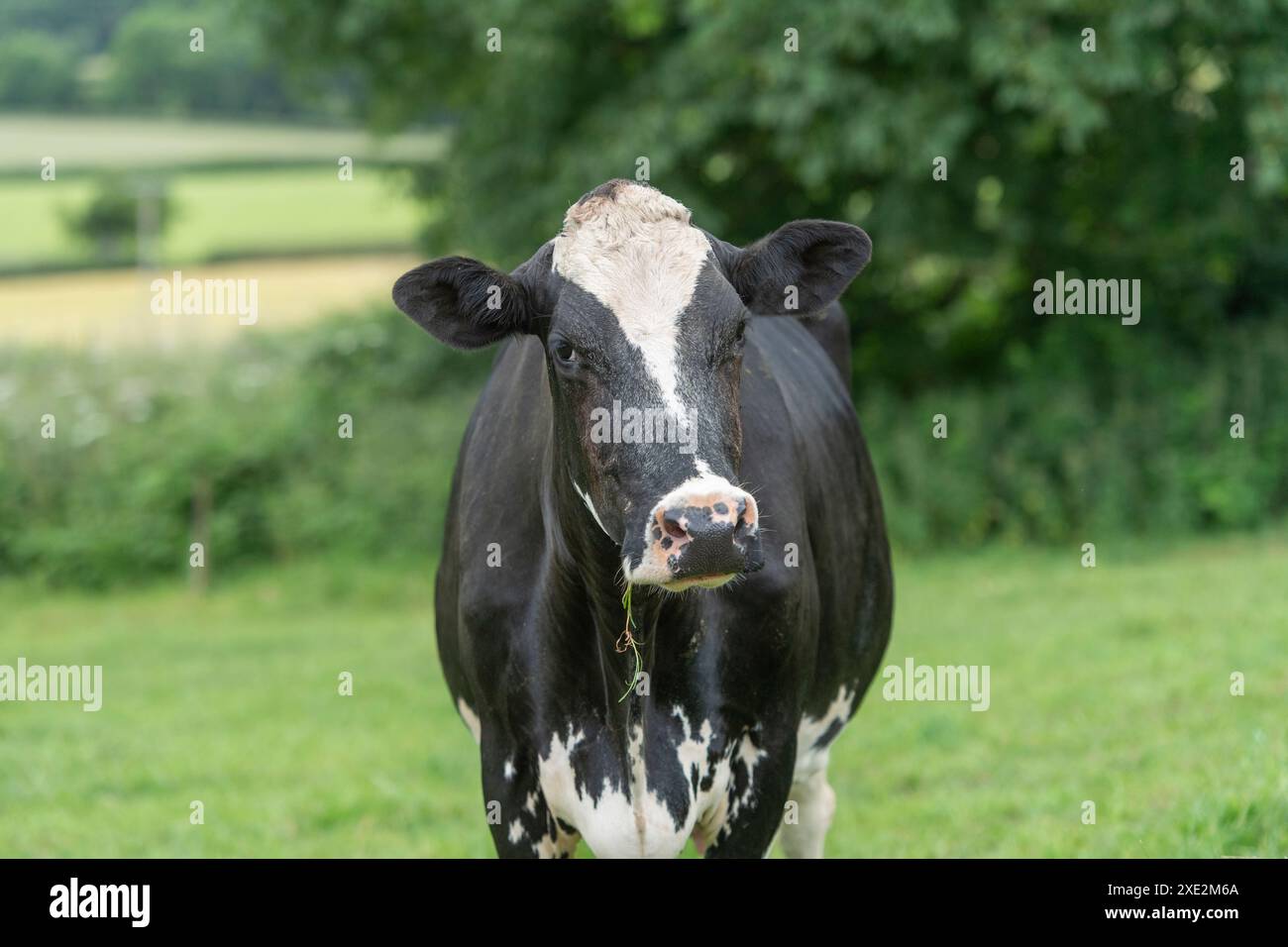 Friesian dairy cow at grass Stock Photo - Alamy