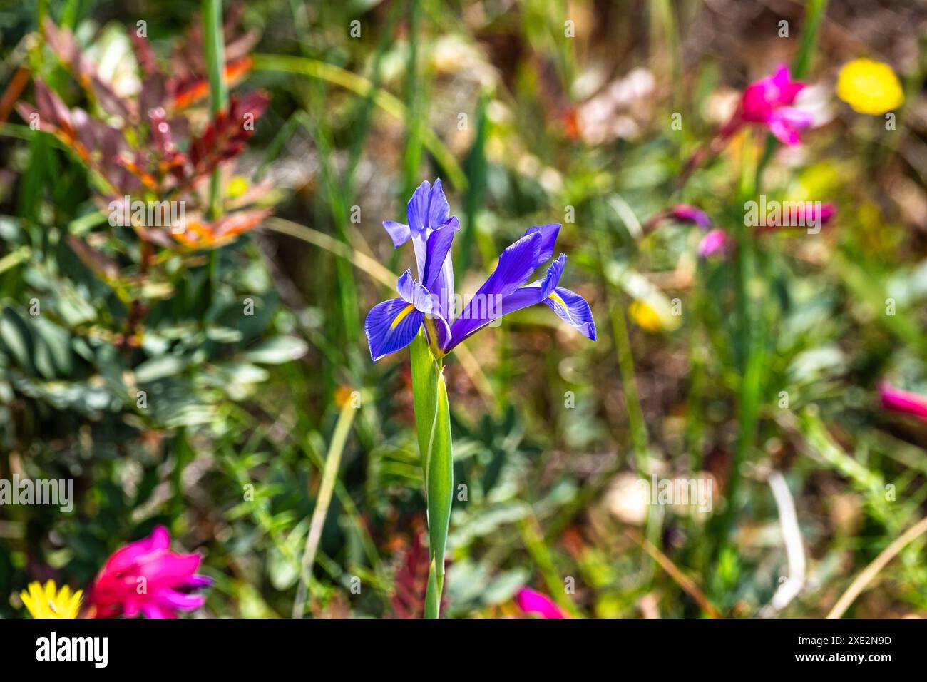 Violet Iris xiphium, commonly known as the Spanish iris at the Algarve ...