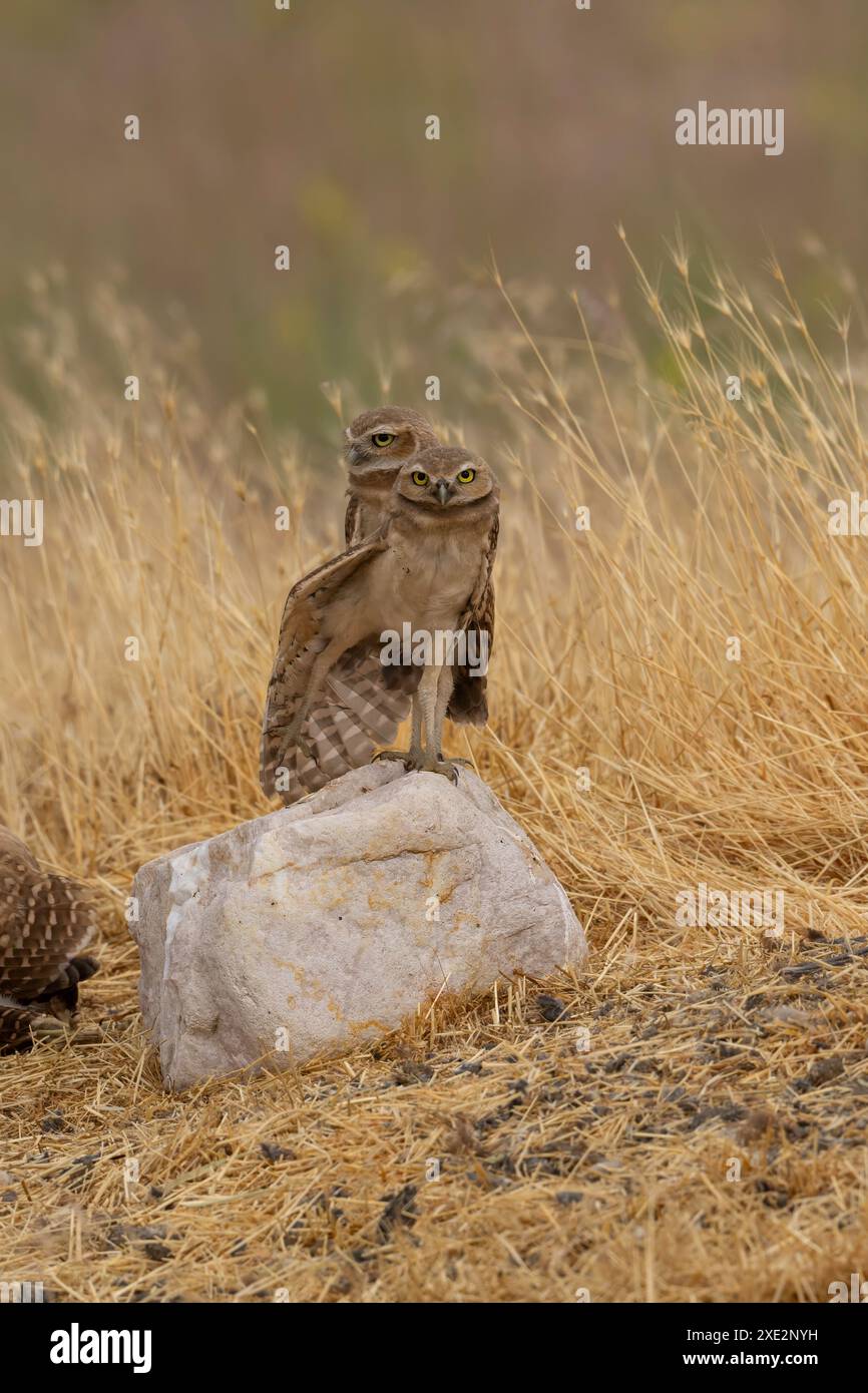 Juvenile burrowing owl stretching his wing Stock Photo - Alamy