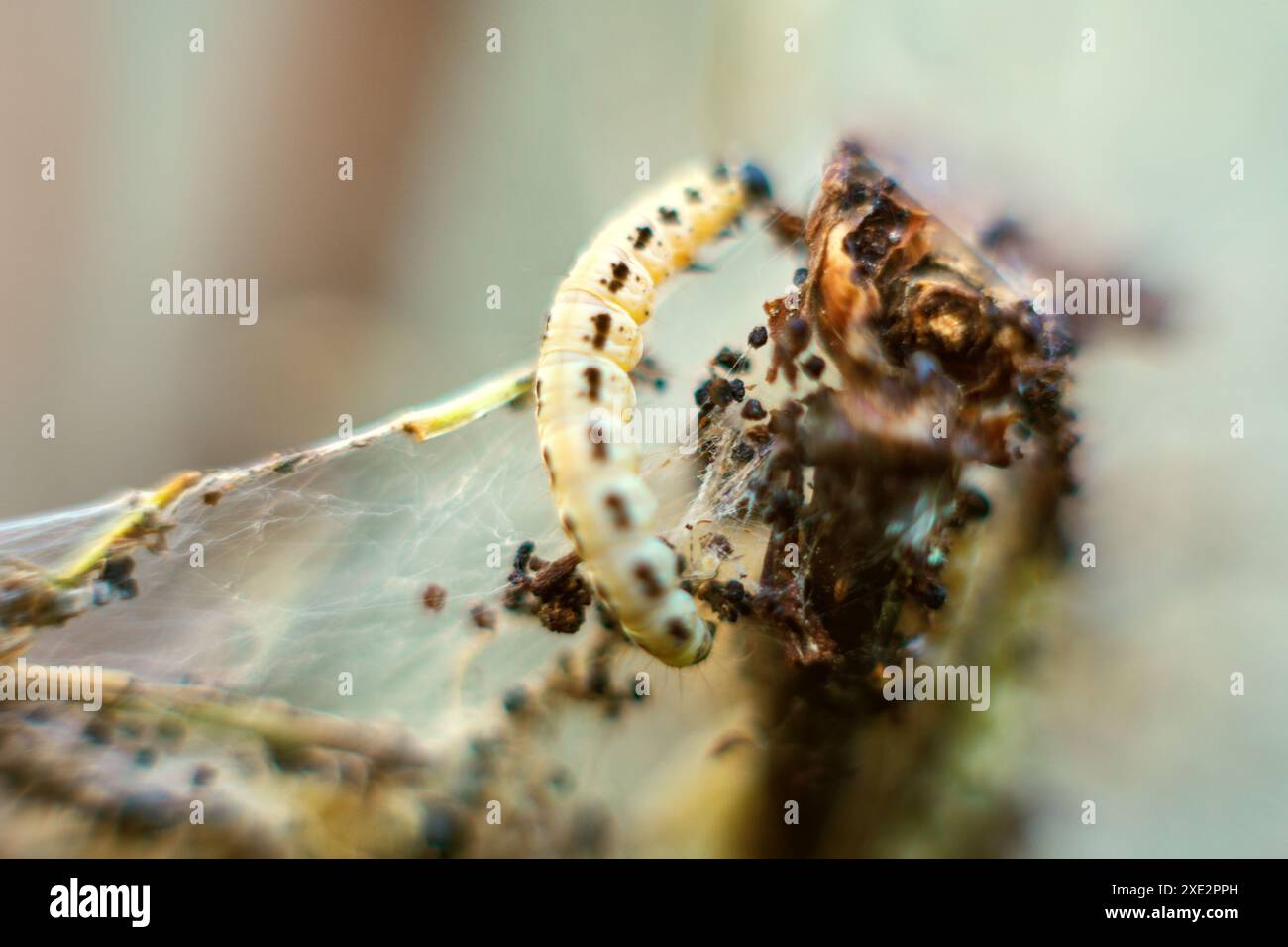 Caterpillar spider web caterpillars hi-res stock photography and images ...
