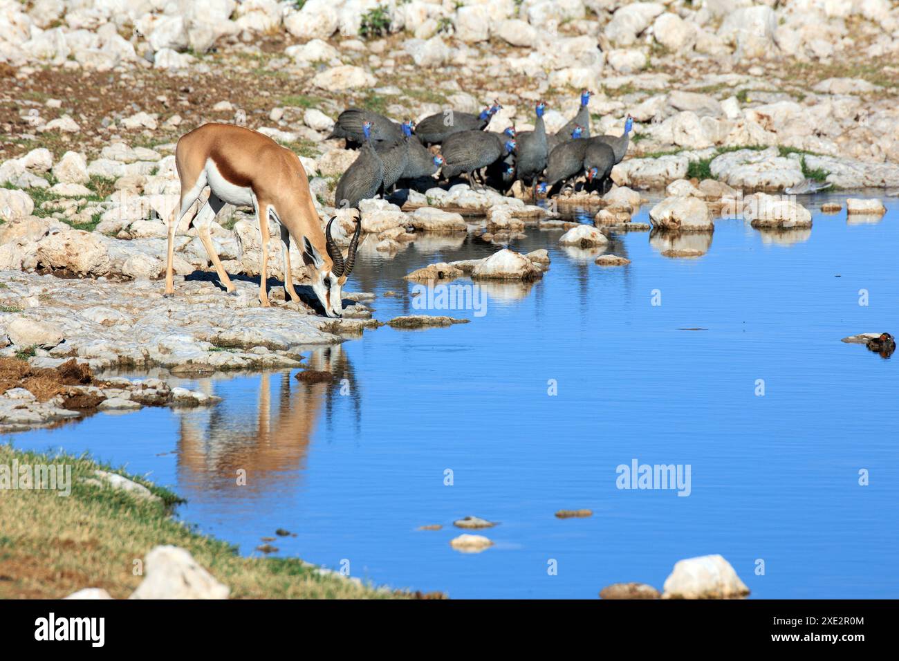 Springbok and guinea fowl Stock Photo - Alamy