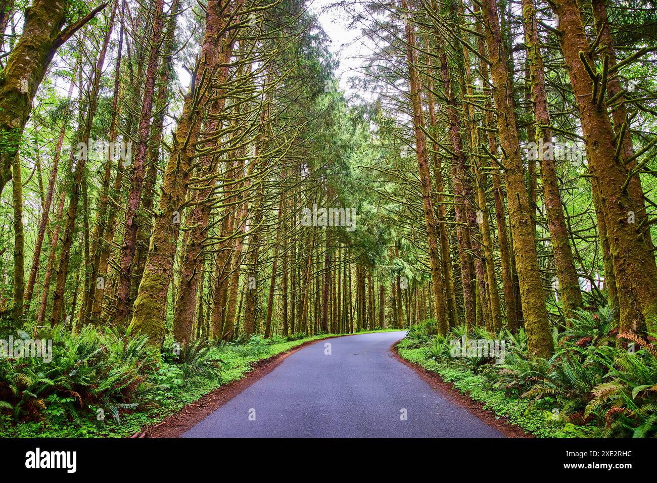 Tree Eye Level Winding Forest Road Through Mossy Trees at Eye Level Stock Photo - Alamy
