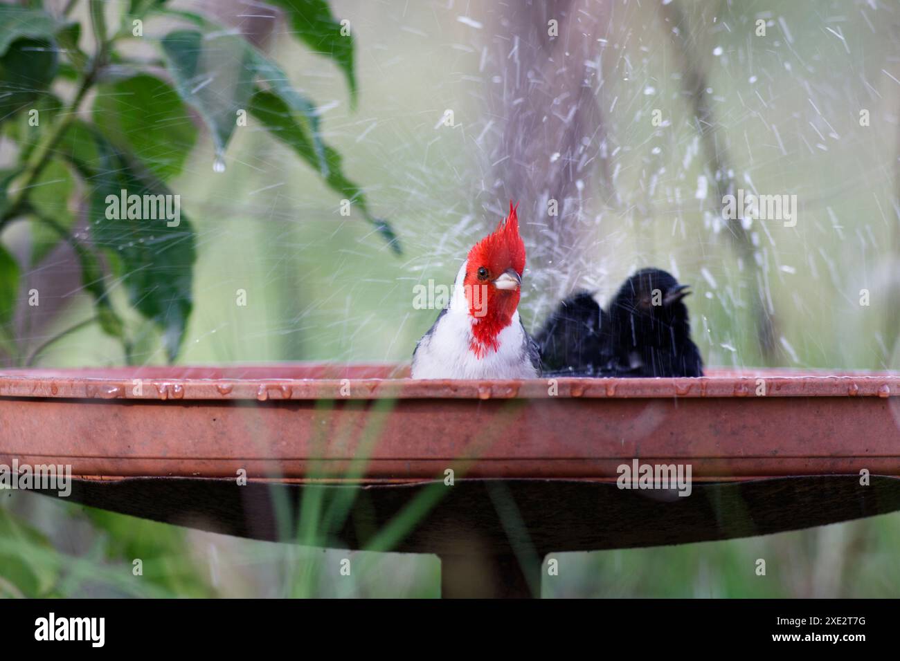 crested cardinal, tanagers and honeycreepers, paroaria coronata, red-cockaded cardinal. Thraupidae Stock Photo