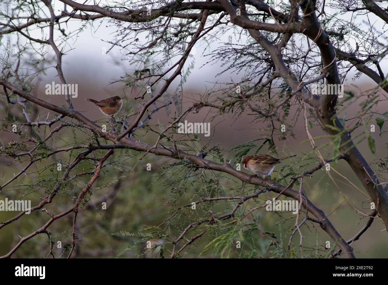 tacuarita, criollo wren, rattles and wall-hopper. troglodytidae, troglodytes aedon. Mockingbird Stock Photo