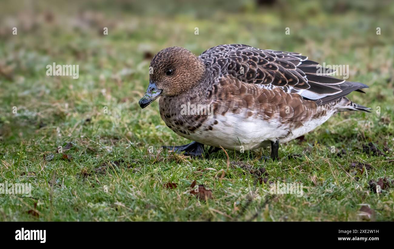 Female Eurasian Wigeon (Anas penelope) Stock Photo