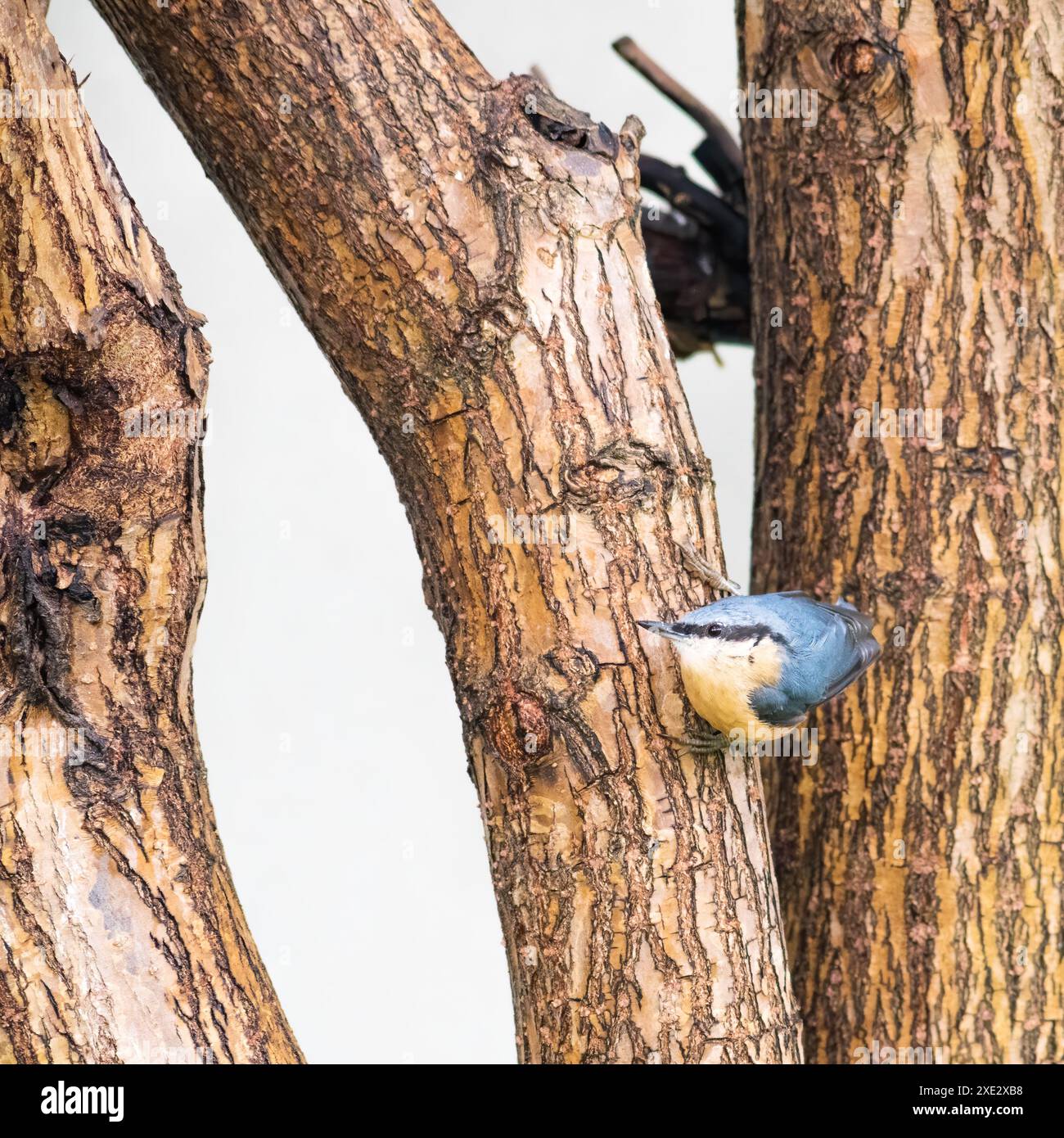 Eurasian nuthatch also called wood nuthatch Stock Photo