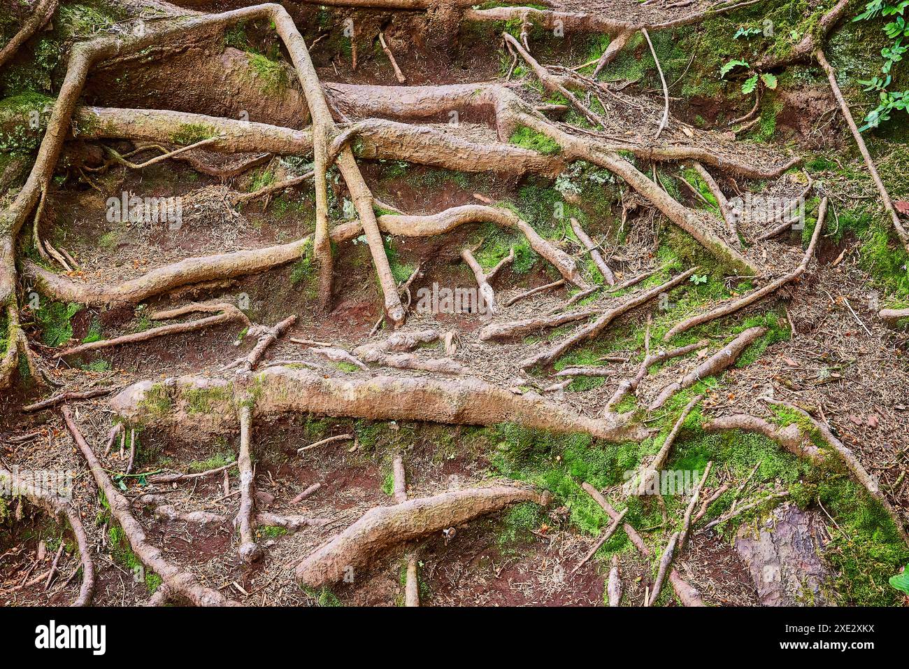 Forest Floor Tree Roots and Moss Aerial Perspective Stock Photo - Alamy