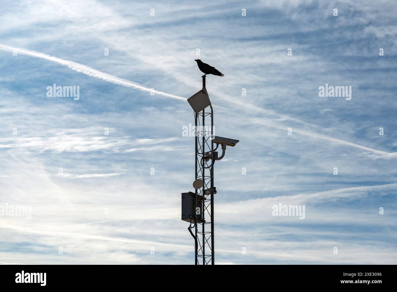 Crow on a communications tower with sky covered by chemical trails on the background Stock Photo