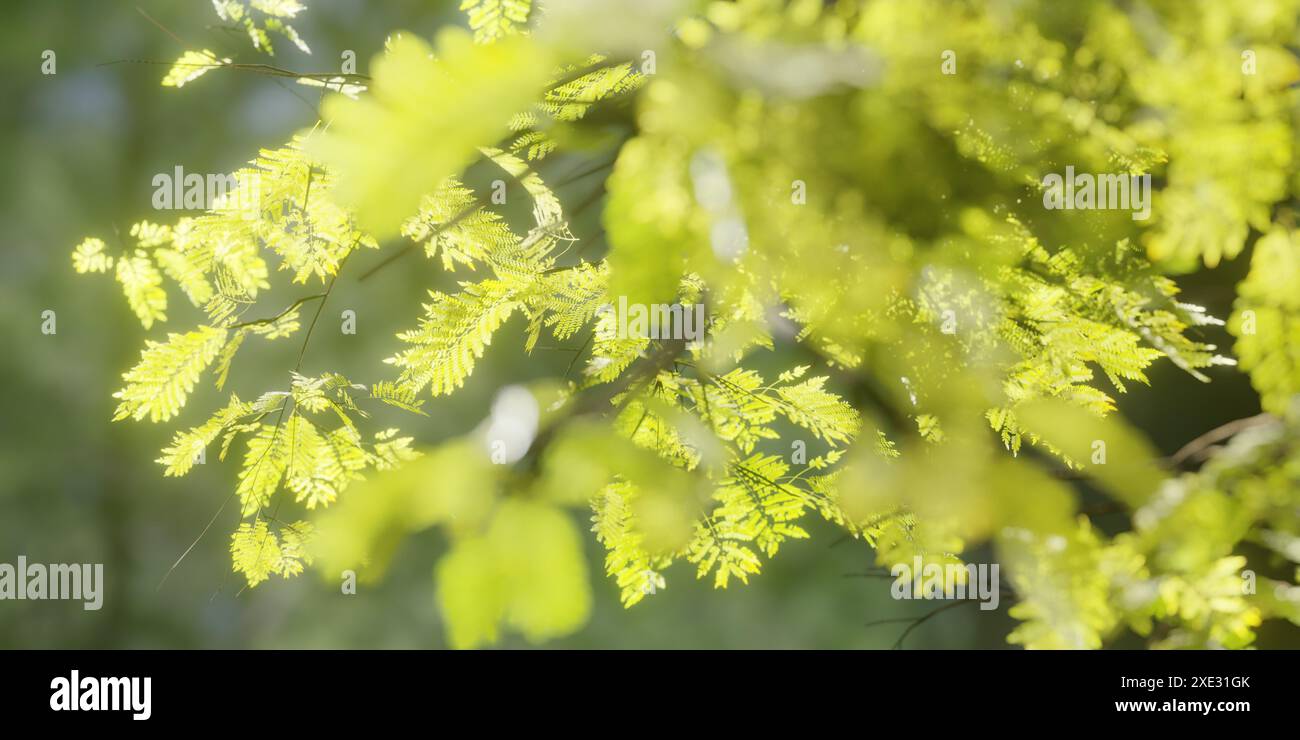 Green tree leaves in forest hi-res stock photography and images - Alamy