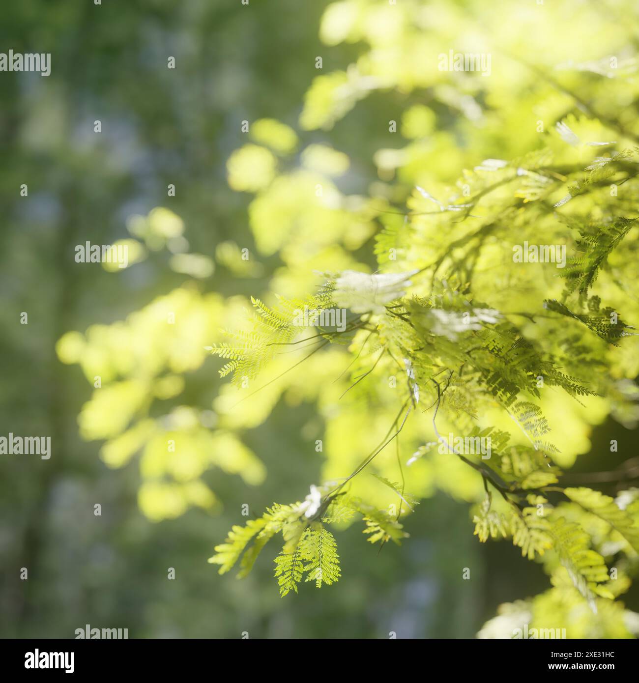 Leaves tree branches hi-res stock photography and images - Alamy