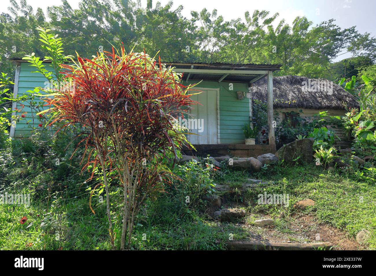 422 Mint green-turquoise-white wood huts -bohios- with corrugated metal and thatch roofs, coffee-growing farm in Santo Domingo village. Granma-Cuba. Stock Photo