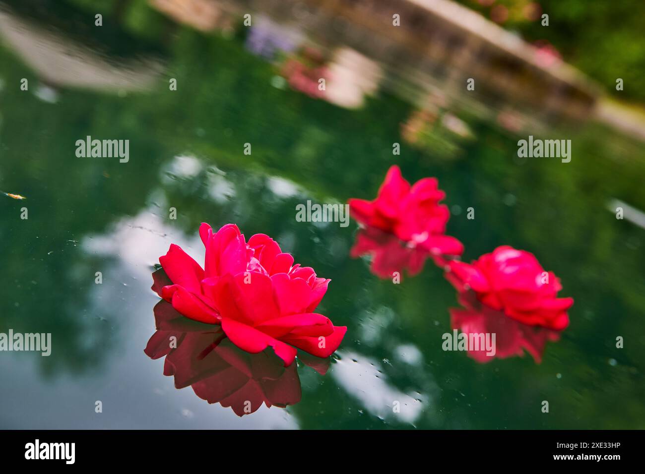Vibrant Red Roses Floating on Tranquil Pond Low Angle Stock Photo - Alamy