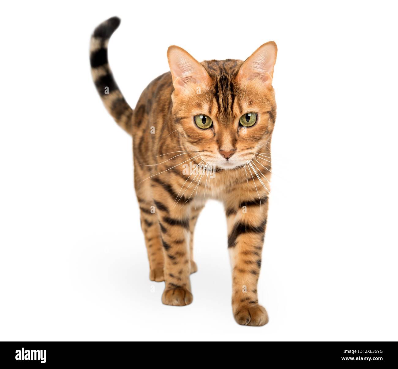 Bengal cat walking towards the camera, isolated on a white background. Stock Photo