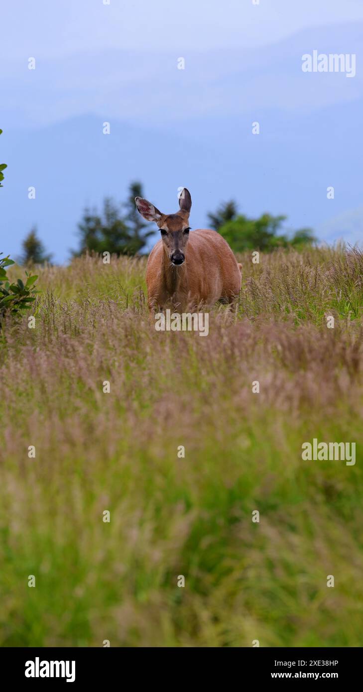 Deer blue ridge mountain hi-res stock photography and images - Alamy