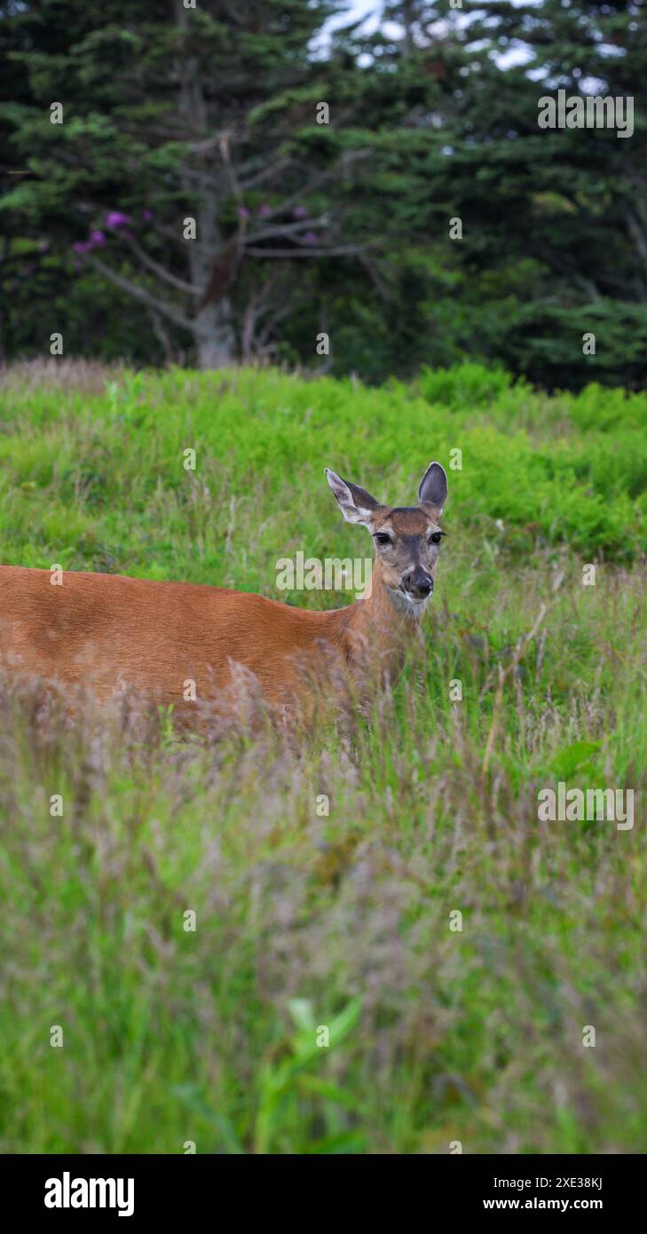Deer blue ridge mountain hi-res stock photography and images - Alamy