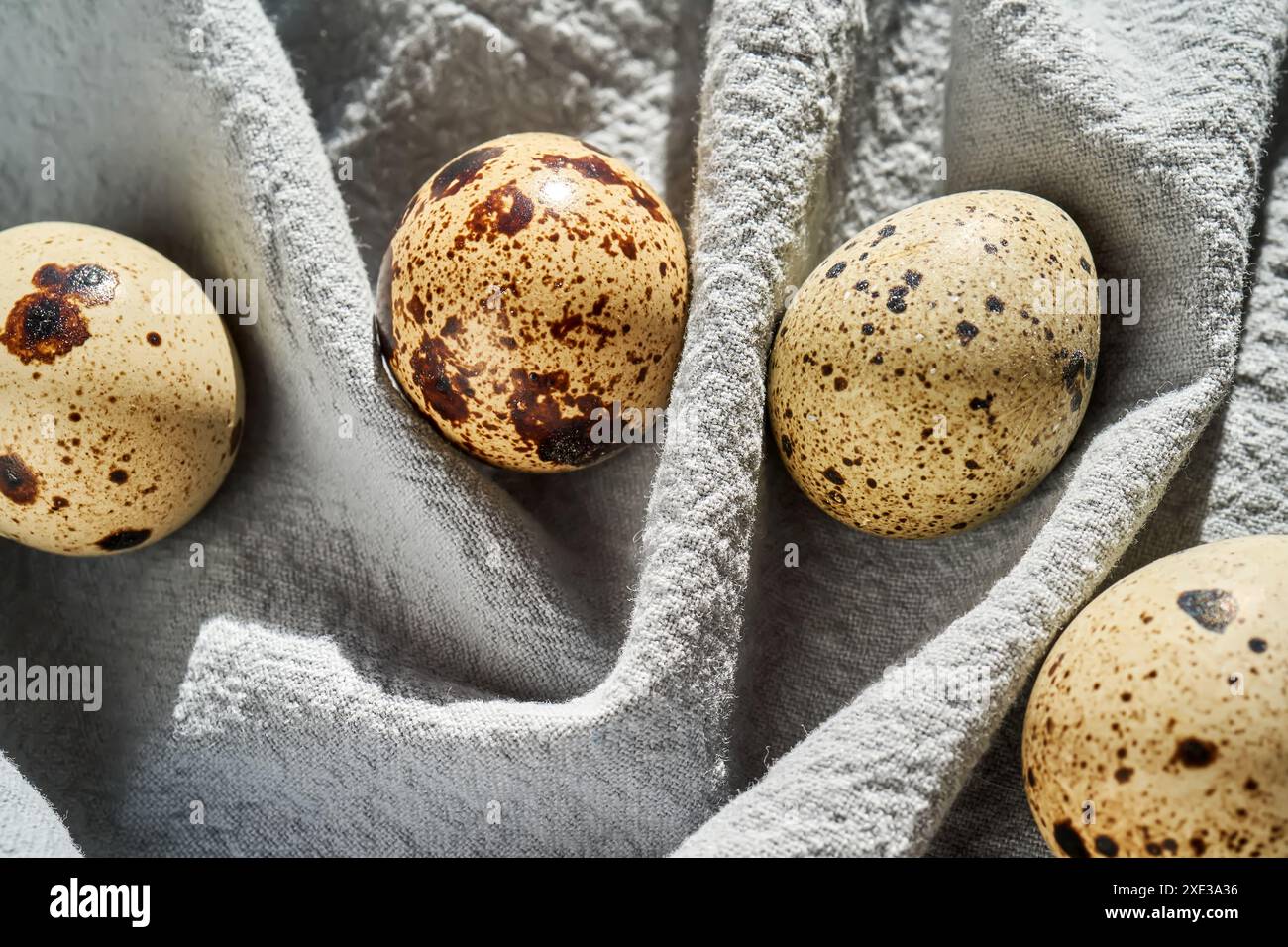 Quail eggs on a blue apron close-up. Stock Photo