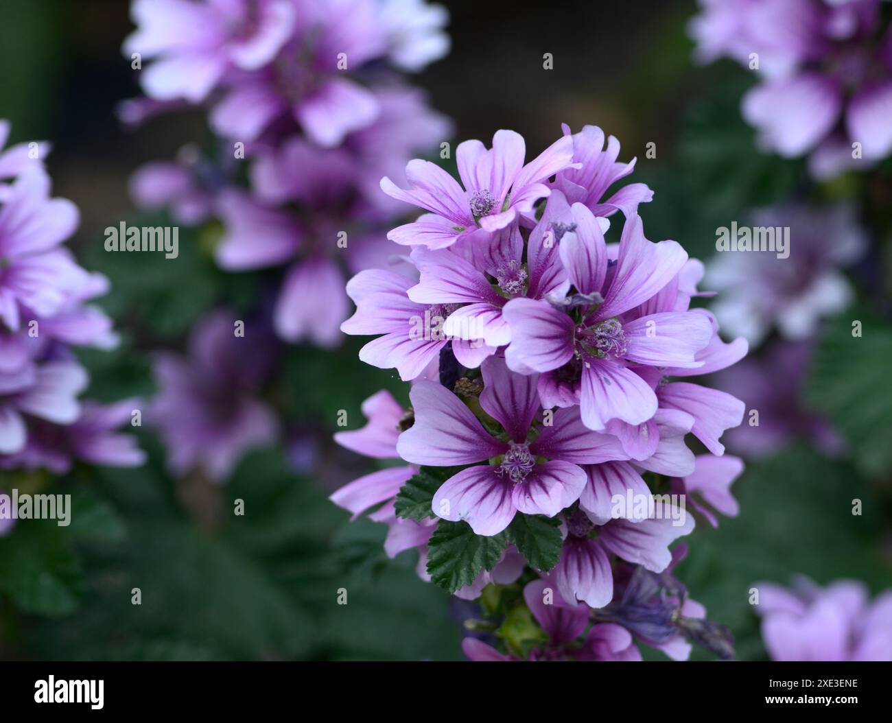 Zebra Mallow (Malva sylvestris ‘Zebrina’ Stock Photo - Alamy