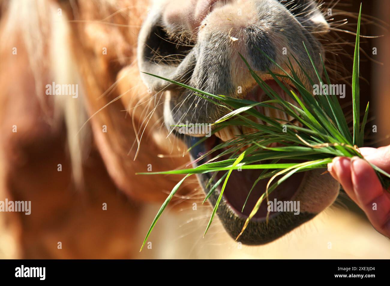 Feeding horse or a pony. Chewing on grass, open mouth and teeth ... - Grass Eating And Horse Dental Care