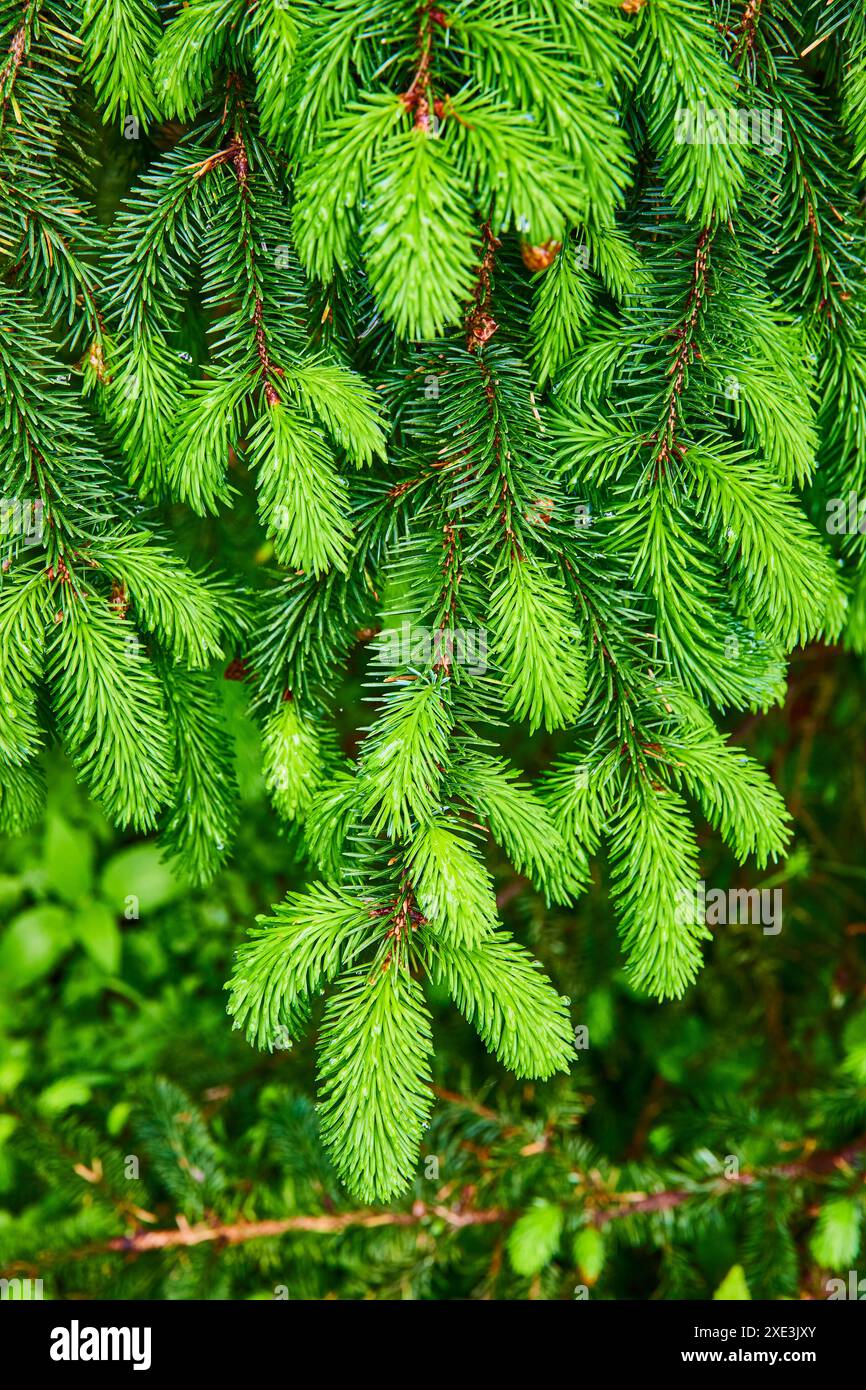 Fir tree texture hi-res stock photography and images - Alamy