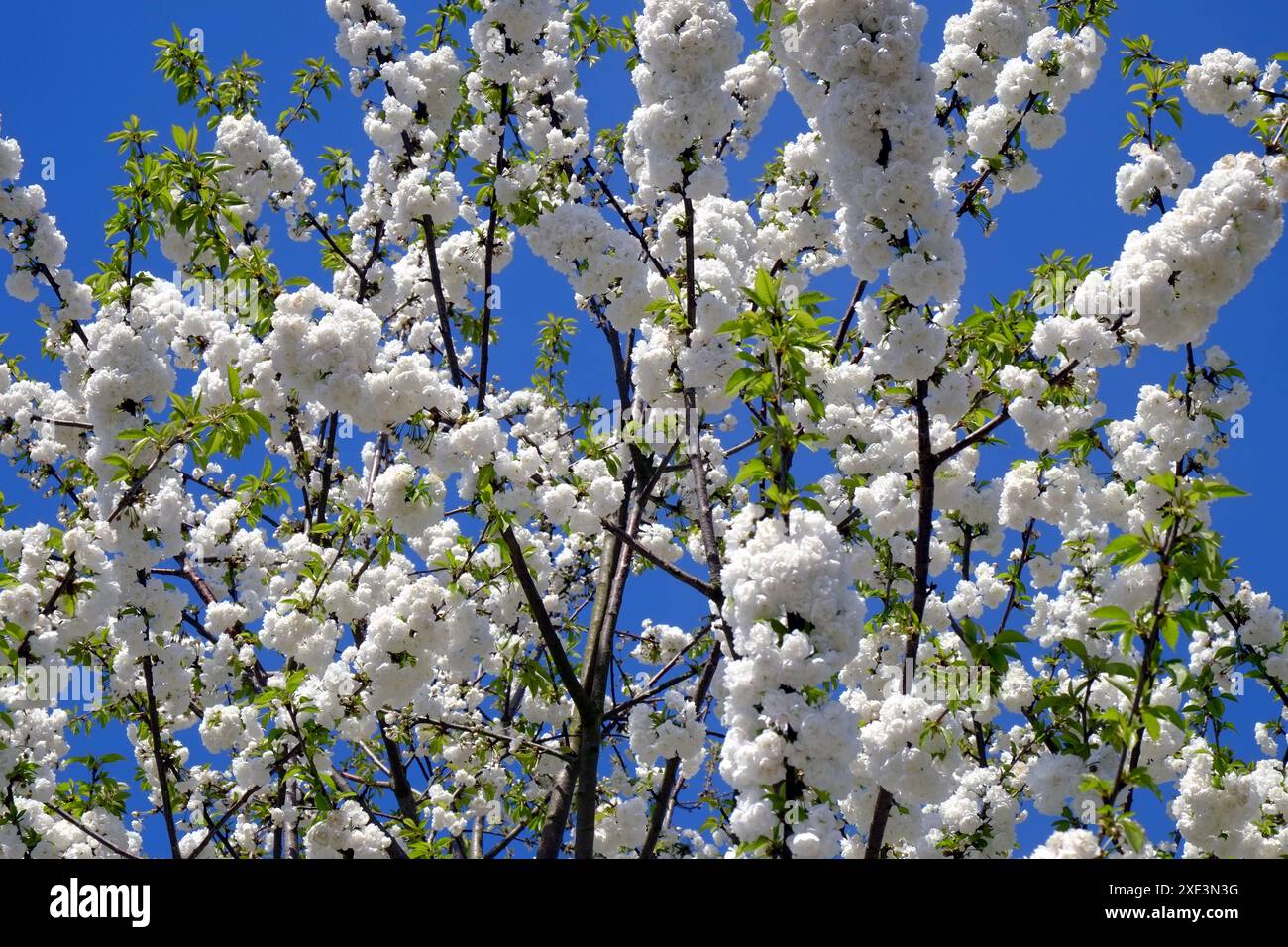 Vertical floral bloom hi-res stock photography and images - Alamy