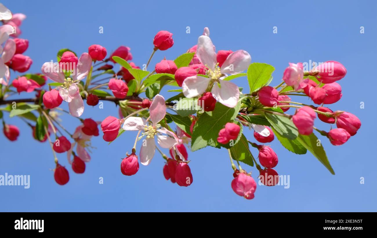 Pink buds of a cherrytree Stock Photo